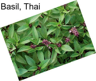 Basil, Thai