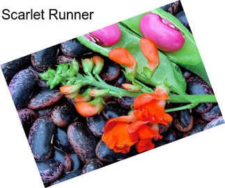 Scarlet Runner