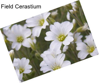 Field Cerastium