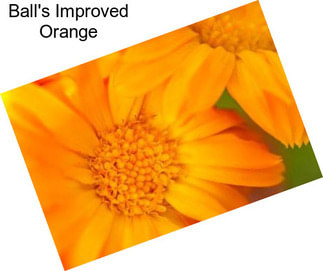 Ball\'s Improved Orange