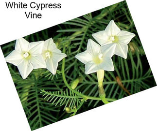 White Cypress Vine