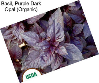 Basil, Purple Dark Opal (Organic)