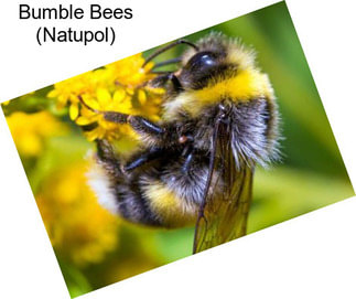 Bumble Bees (Natupol)