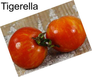 Tigerella