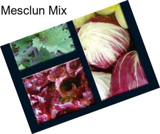 Mesclun Mix