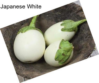 Japanese White