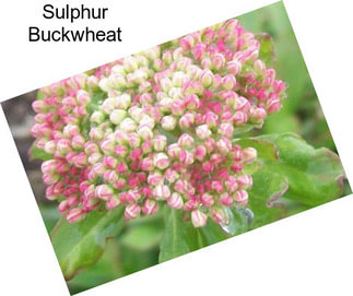 Sulphur Buckwheat