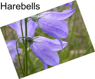 Harebells