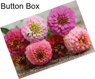 Button Box