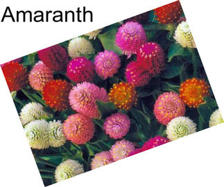 Amaranth