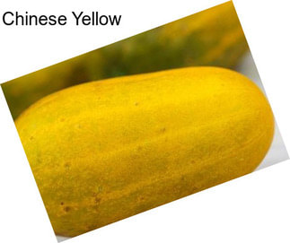 Chinese Yellow