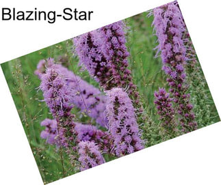 Blazing-Star