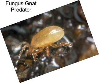 Fungus Gnat Predator