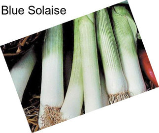 Blue Solaise