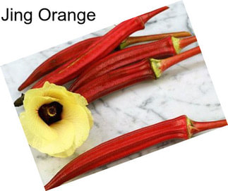 Jing Orange