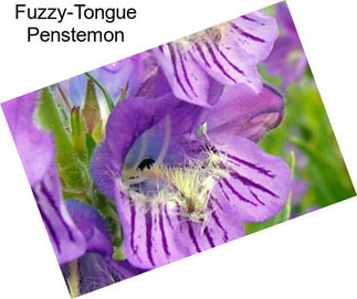 Fuzzy-Tongue Penstemon