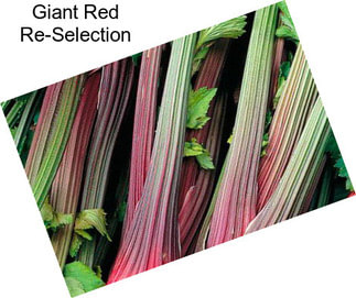 Giant Red Re-Selection