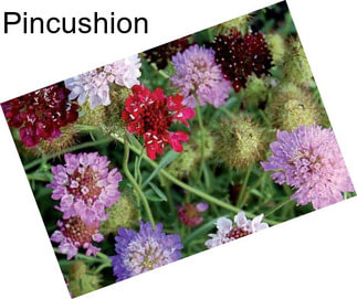 Pincushion