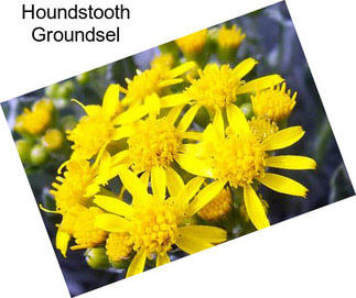 Houndstooth Groundsel