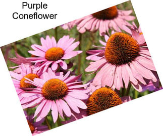 Purple Coneflower