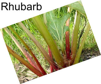 Rhubarb