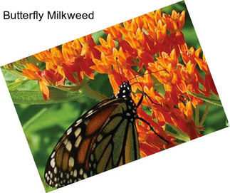 Butterfly Milkweed