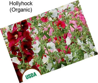 Hollyhock (Organic)