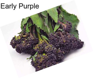 Early Purple