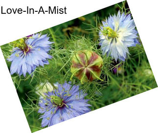 Love-In-A-Mist