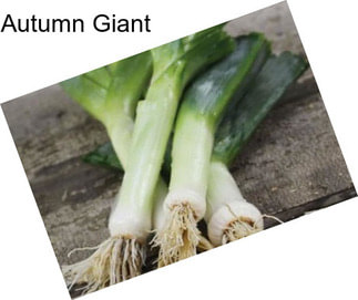 Autumn Giant