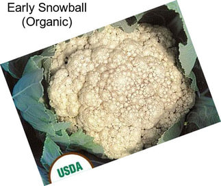 Early Snowball (Organic)