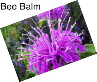 Bee Balm