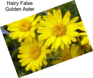 Hairy False Golden Aster