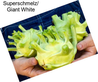 Superschmelz/ Giant White