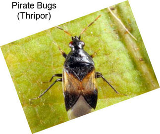 Pirate Bugs (Thripor)