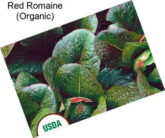 Red Romaine (Organic)