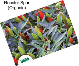 Rooster Spur (Organic)