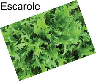 Escarole