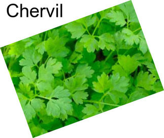 Chervil