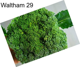 Waltham 29