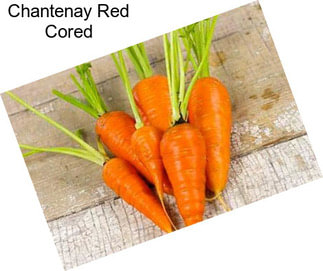 Chantenay Red Cored