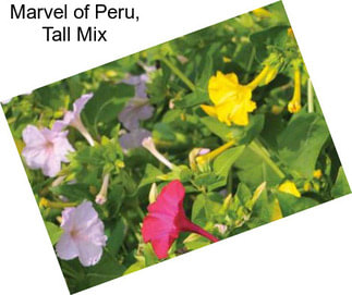 Marvel of Peru, Tall Mix