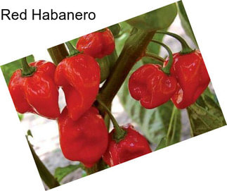 Red Habanero