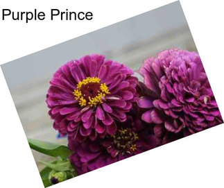 Purple Prince