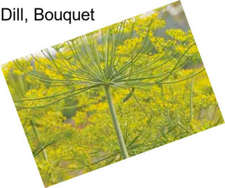Dill, Bouquet