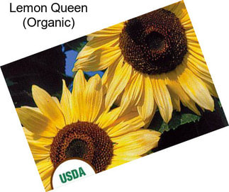 Lemon Queen (Organic)