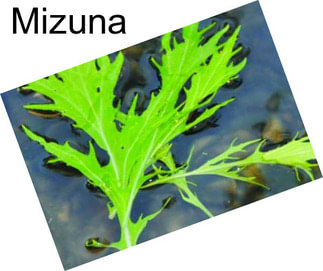 Mizuna