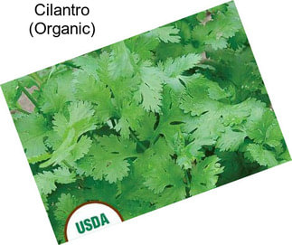 Cilantro (Organic)