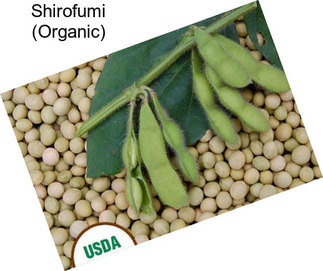 Shirofumi (Organic)