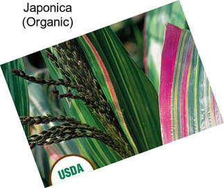 Japonica (Organic)